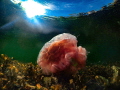   Lions mane jelly  